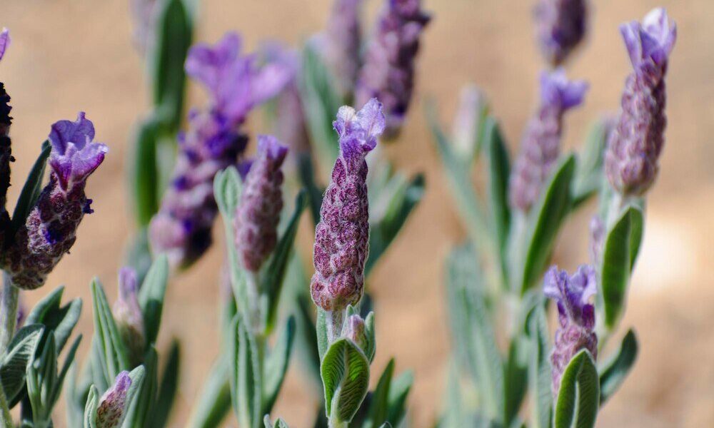 Najpiękniejsze odmiany lawendy do ogrodu: Która lawenda jest najładniejsza i najbardziej pachnie?