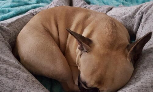 Dlaczego psu burczy w brzuchu i nie chce jeść? Sprawdź, co może być przyczyną