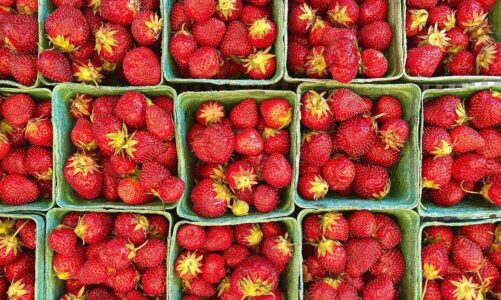 Najlepsze polskie odmiany truskawek: najsłodsze i najaromatyczniejsze do Twojego ogrodu