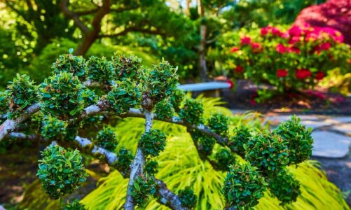 Niskie krzewy ozdobne do ogrodu: sadzenie i pielęgnacja