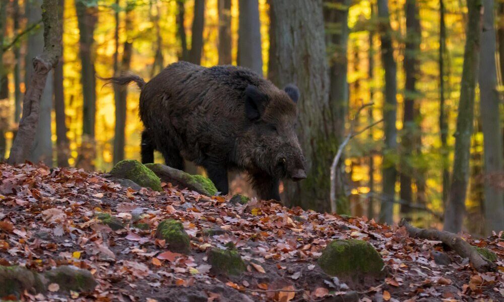 Co dzik może zrobić człowiekowi – zagrożenia i jak się chronić?