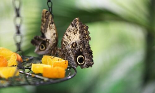 Co jedzą motyle – ciekawostki dla dzieci i dorosłych