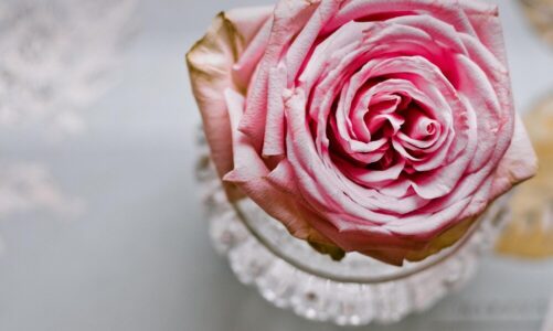 Co oznacza różowa róża – symbolika kolorów kwiatów