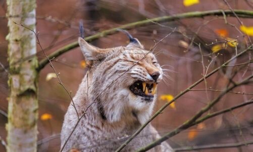 Czy rysie są groźne – fakty i mity