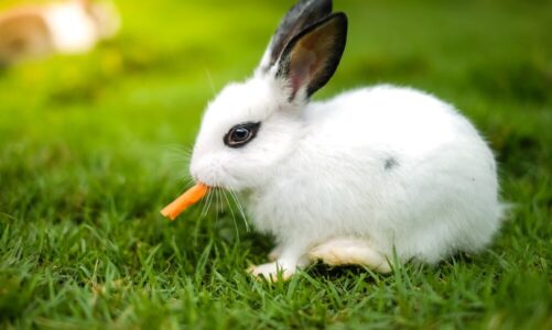 Dlaczego królik warczy – przyczyny i znaczenie