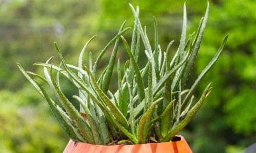 Dlaczego sansewieria gnije – przyczyny i zapobieganie