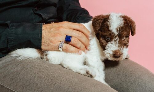 Jak wybrać skuteczne krople na pchły i kleszcze dla psa