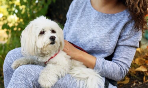 Małe psy które nie gubią sierści – rasy hipoalergiczne
