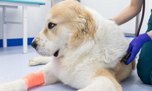 Nagły paraliż tylnych łap u psa: przyczyny i leczenie