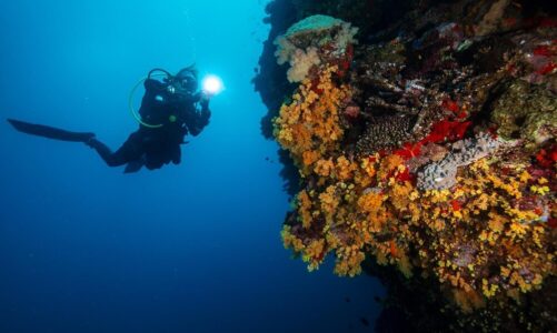 Nurkowanie w Egipcie: Odkryj najpiękniejsze rafy koralowe