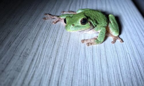 Co oznacza żaba w domu – znaczenie symboliczne i przesądy