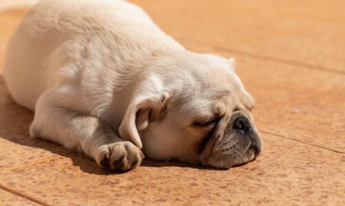 Dlaczego pies się trzęsie – najczęstsze przyczyny