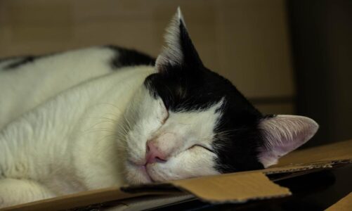 Sennik kot – znaczenie snu o kocie