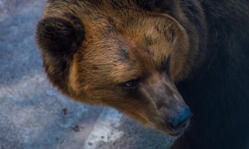 Sennik niedźwiedź – siła, agresja czy opieka?