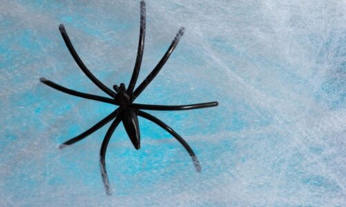Sennik pająk – symbol lęku czy ochrony?