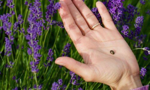 Choroby lawendy – jak rozpoznać i leczyć roślinę