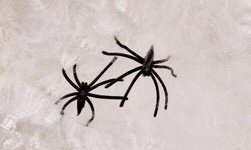 Co oznaczają pająki w domu – symbolika i znaczenie