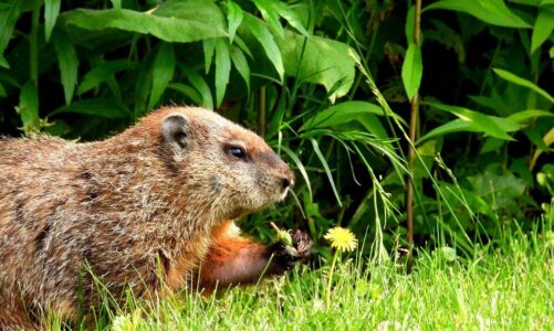 Czy bobry jedzą ryby? Jak naprawdę wygląda ich dieta