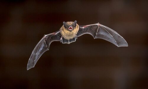 Czy nietoperze są ślepe – obalamy popularny mit