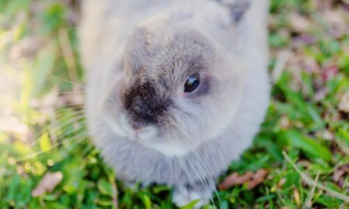 Imiona dla szynszyli – pomysły na słodkie i oryginalne nazwiska