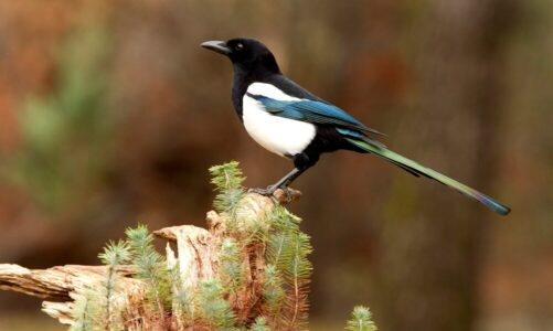 Jak odstraszyć sroki – domowe metody i skuteczne rozwiązania