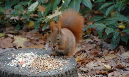 Jak wiewiórka przygotowuje się do zimy – fascynujące nawyki i zwyczaje