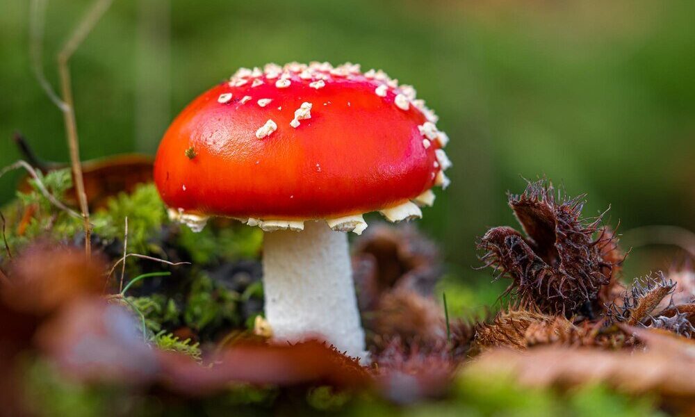 Jakie zwierzęta jedzą muchomory – zaskakujące przykłady z natury