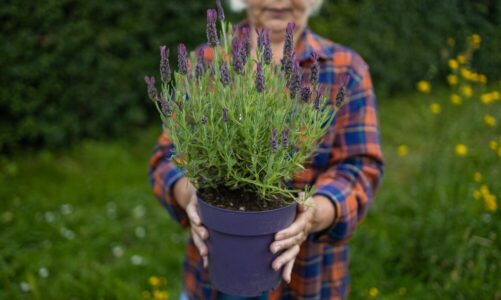 Kiedy można przesadzać lawendę – najlepszy termin i zasady pielęgnacji