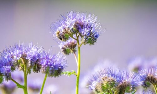 Kiedy siać facelię dla pszczół – terminy, wskazówki i porady